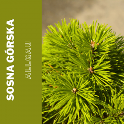 Sosna górska   Allgäu